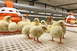 Read more about the article Chongwe cooperative in CDF empowered poultry business