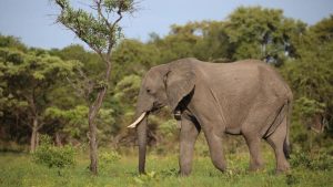 Read more about the article Central province on high alert against jumbo attacks 