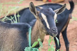 Read more about the article Goat theft lands 21 year old in jail
