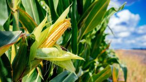 Read more about the article Zambia to harvest 1750 thousand metric tons of maize