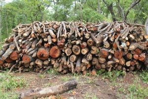 Read more about the article Civic leader calls for sensitization of communities on deforestation 