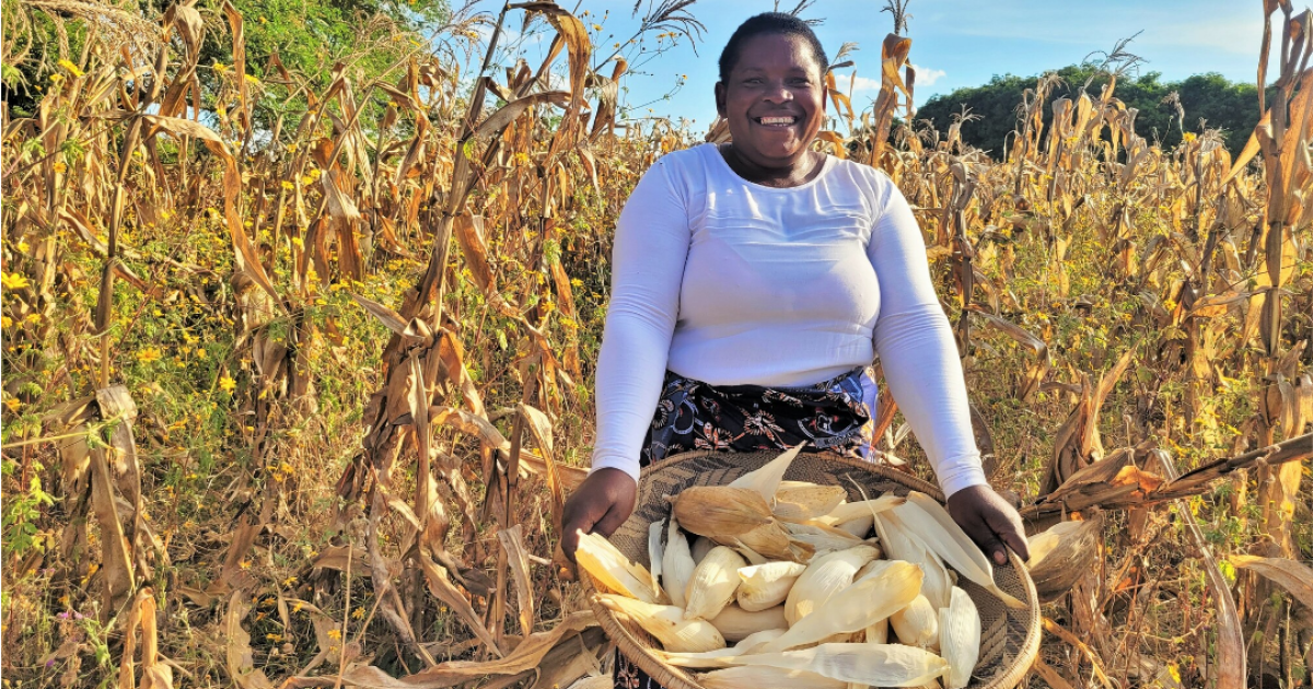 You are currently viewing Zambezi farmers urged to sell their maize to FRA
