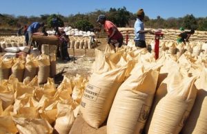 Read more about the article Community maize sales commence- Shangombo