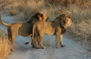Read more about the article Search operations for two lions in Kaoma stalls  