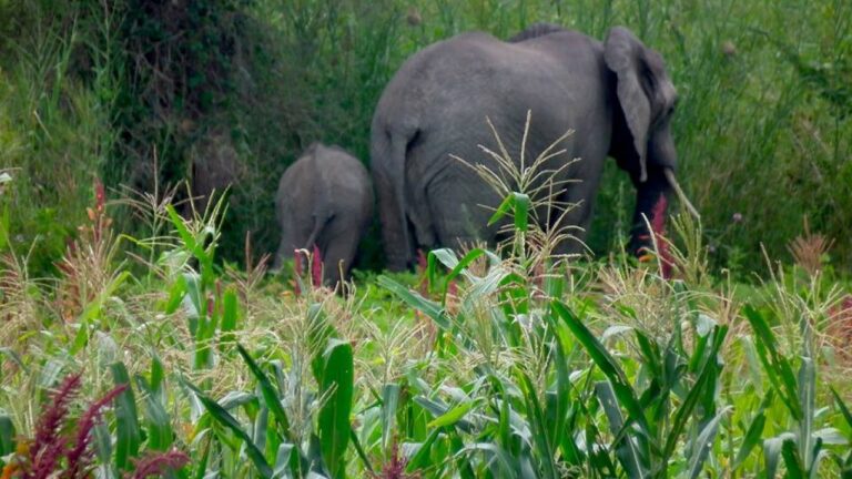You are currently viewing Elephants destroy crops in Kalumbila’s Chovwe area