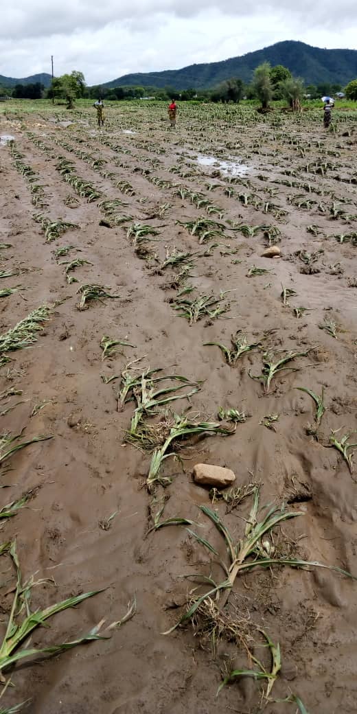 Read more about the article Heavy rains destroy fields in Mpulungu