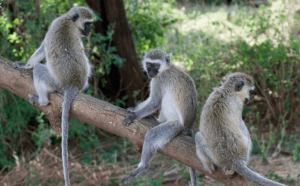 Read more about the article Monkeys invade Katete farms , crops destroyed