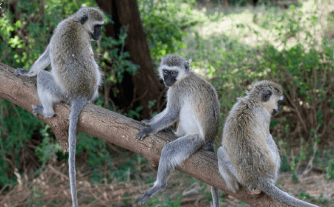 You are currently viewing Monkeys invade Katete farms , crops destroyed
