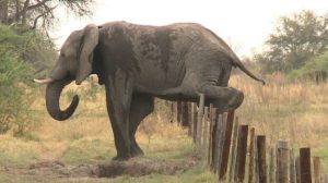 Two people killed by Elephants in Luangwa 