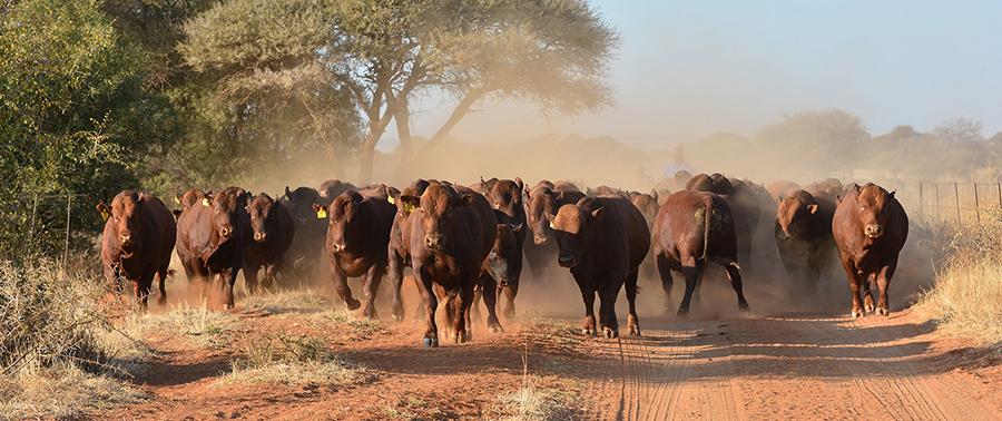 You are currently viewing 26 000 cattle vaccinated against Anthrax in Siavonga