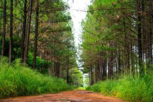 Read more about the article Bio-Carbon Partners hailed- forest management