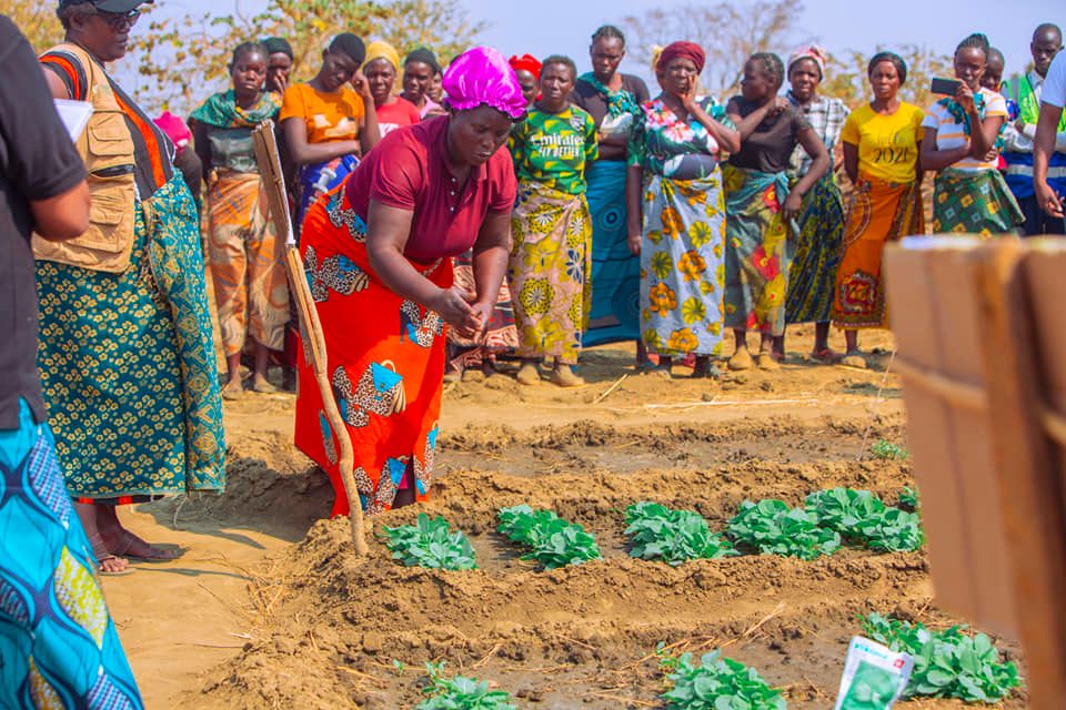 Read more about the article Oxfam supporting farmer field schools in Namwala