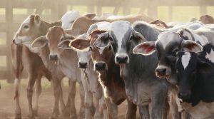 Govt. returns 11 stolen cattle to Angola