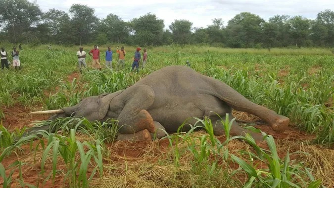 You are currently viewing Govt. committed to addressing the human-animal conflict in Chirundu 