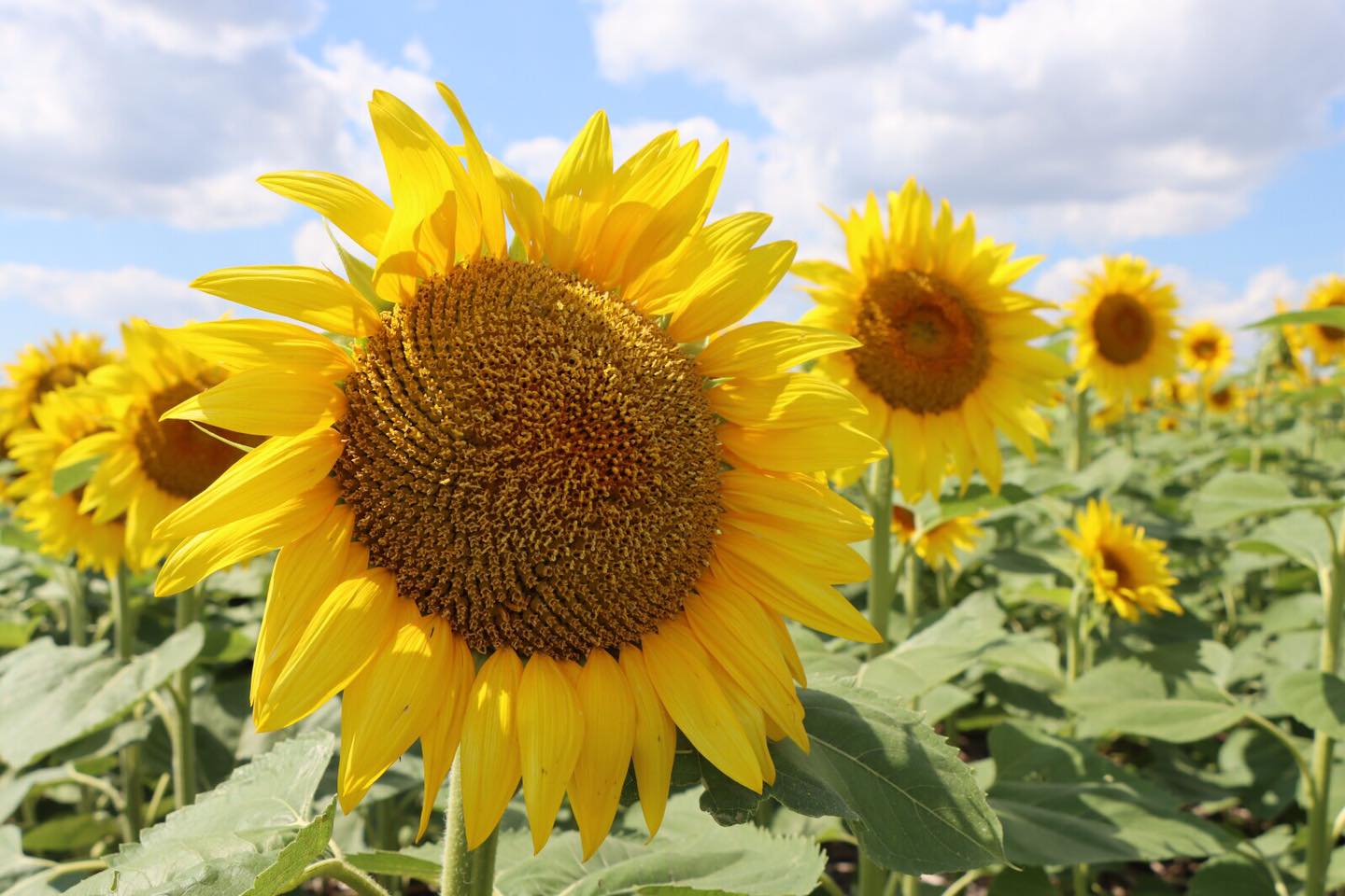 Read more about the article Kabwe residents encouraged over sunflower farming