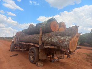 Read more about the article ILLEGAL TIMBER TRADERS ON THE COPPERBELT PROVINCE WARNED