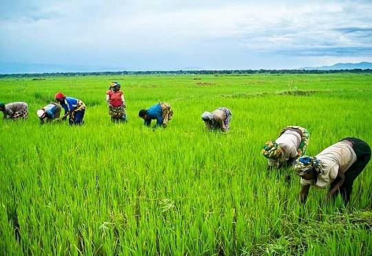 Read more about the article Mazabuka DC impressed with wetland programme