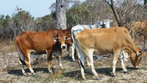 Read more about the article NGABWE RESIDENTS URGED TO CONTROL ANIMAL GRAZING 