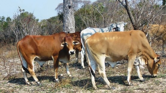 You are currently viewing NGABWE RESIDENTS URGED TO CONTROL ANIMAL GRAZING 