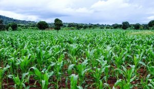 Read more about the article Zambians urged to take advantage of the projected good rainy season