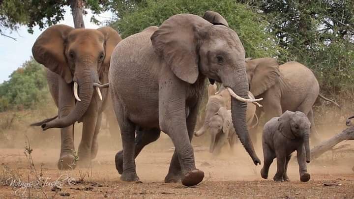 You are currently viewing ELEPHANTS CAUSE HAVOC IN LUAMPA