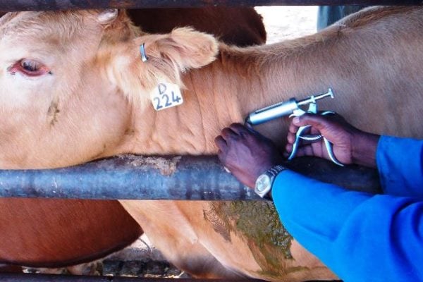 Read more about the article NORTHWESTERN VACCINATES 50, 000 CATTLE AGAINST CBPP