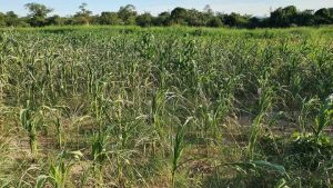 Read more about the article DRY SPELL AFFECTS LUSANGAZI MAIZE FIELDS