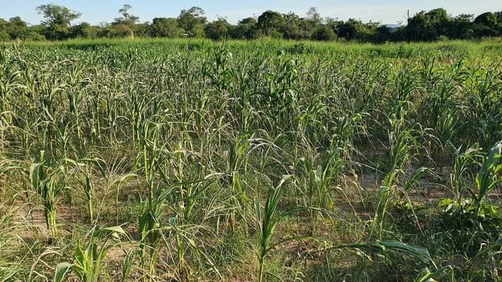 You are currently viewing DRY SPELL AFFECTS LUSANGAZI MAIZE FIELDS