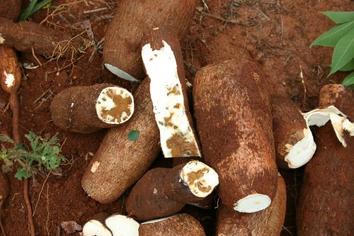 Read more about the article MWENSE RECORDS CASSAVA BROWN STREAK OUTBREAK  