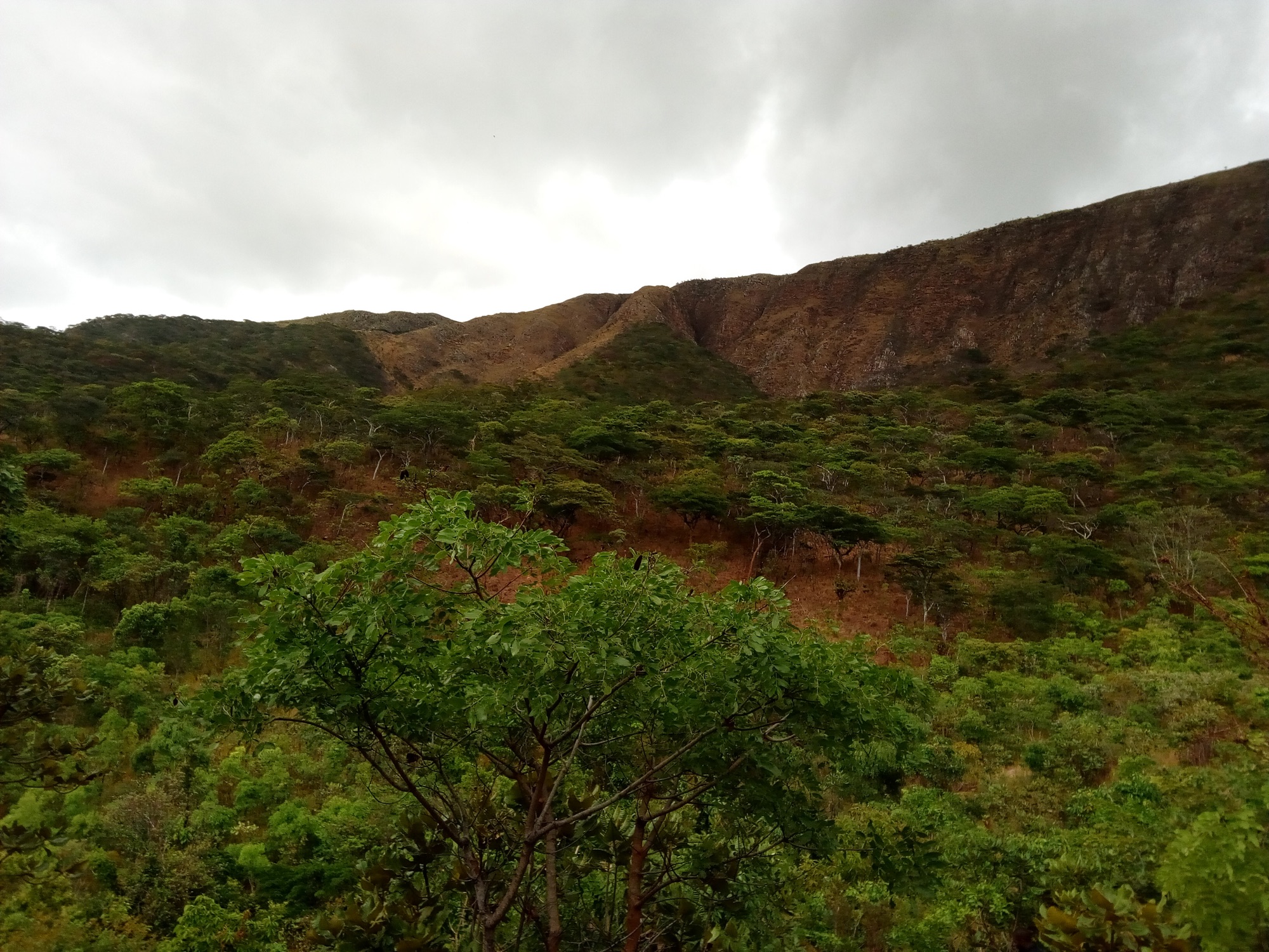 Read more about the article FORESTRY DEPARTMENT IN MWENSE TO PLANT FIVE HECTARES OF TREES