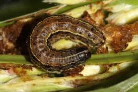 You are currently viewing WEST RECEIVES CHEMICALS FOR ARMYWORMS ERADICATION  