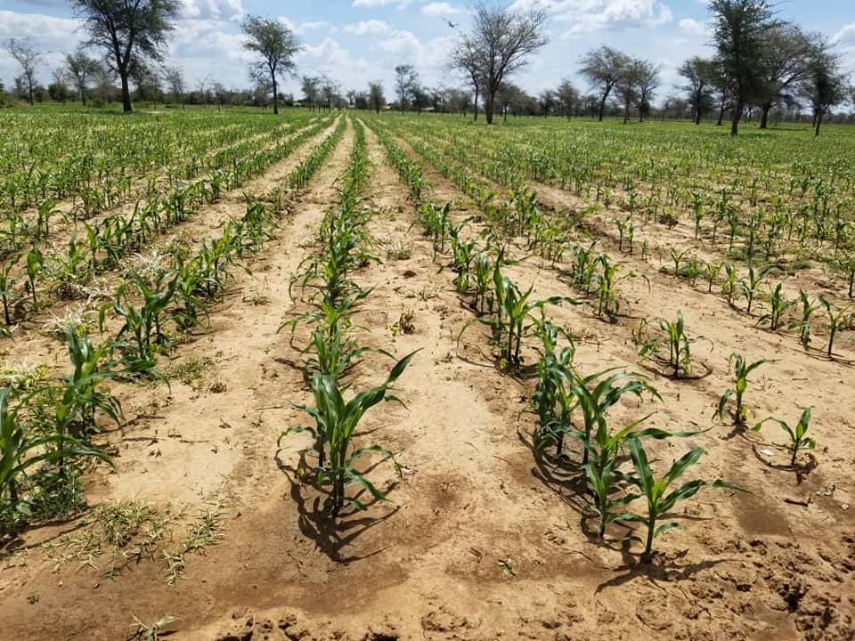 You are currently viewing FARMERS IN LUWINGU DEMONSTRATE