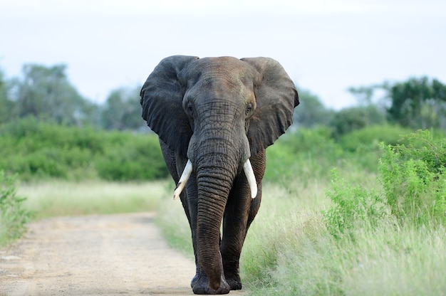 You are currently viewing HIPPOS, ELEPHANTS INVADE FIELDS IN SIOMA