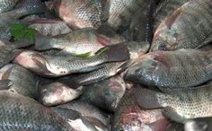 Read more about the article MWENSE FISHERIES DEPARTMENT CONFISCATES ASSORTED FISH