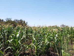 Read more about the article SOLWEZI FARMERS RECEIVE FARMING INPUTS 