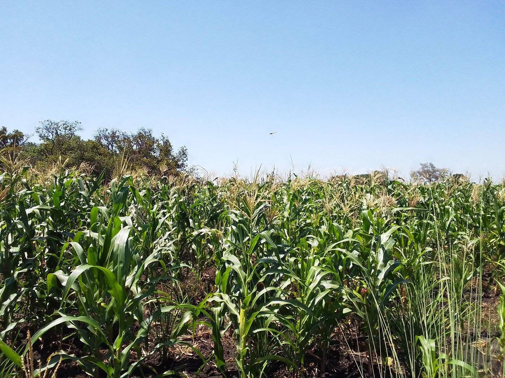 You are currently viewing SOLWEZI FARMERS RECEIVE FARMING INPUTS 