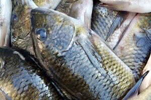 You are currently viewing NON COMPLIANCE OF FISHING BAN WORRIES AUTHORITIES IN LUAPULA