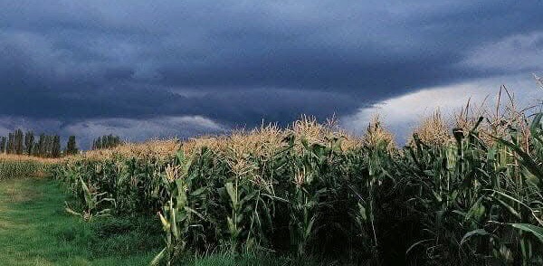 You are currently viewing CURRENT RAINS TO CONTRIBUTE TO NATIONAL FOOD AND NUTRITION SECURITY – NFNC