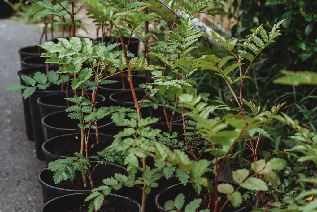 You are currently viewing TREE PLANTING LAUNCHED IN LUPOSOSHI 