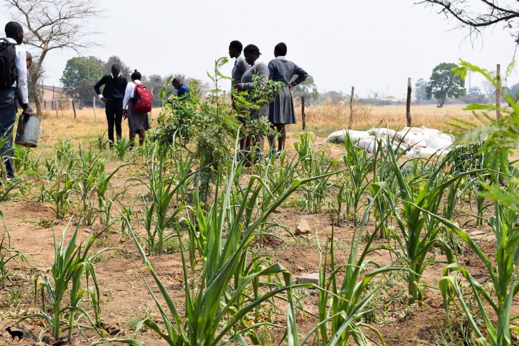 You are currently viewing LEARNERS CRITICAL TO FIGHT CLIMATE CHANGE 