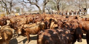 Read more about the article POLICE INVESTIGATES STOCK THEFT IN MWANACHINGWALA CHIEFDOM