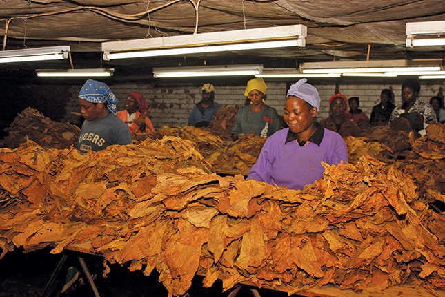 Read more about the article GOVERNMENT URGED TO REGULATE TOBACCO PRODUCTION LAWS