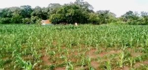 Read more about the article FARMERS IN ZIMBA EMBARK ON REPLANTING EXERCISE