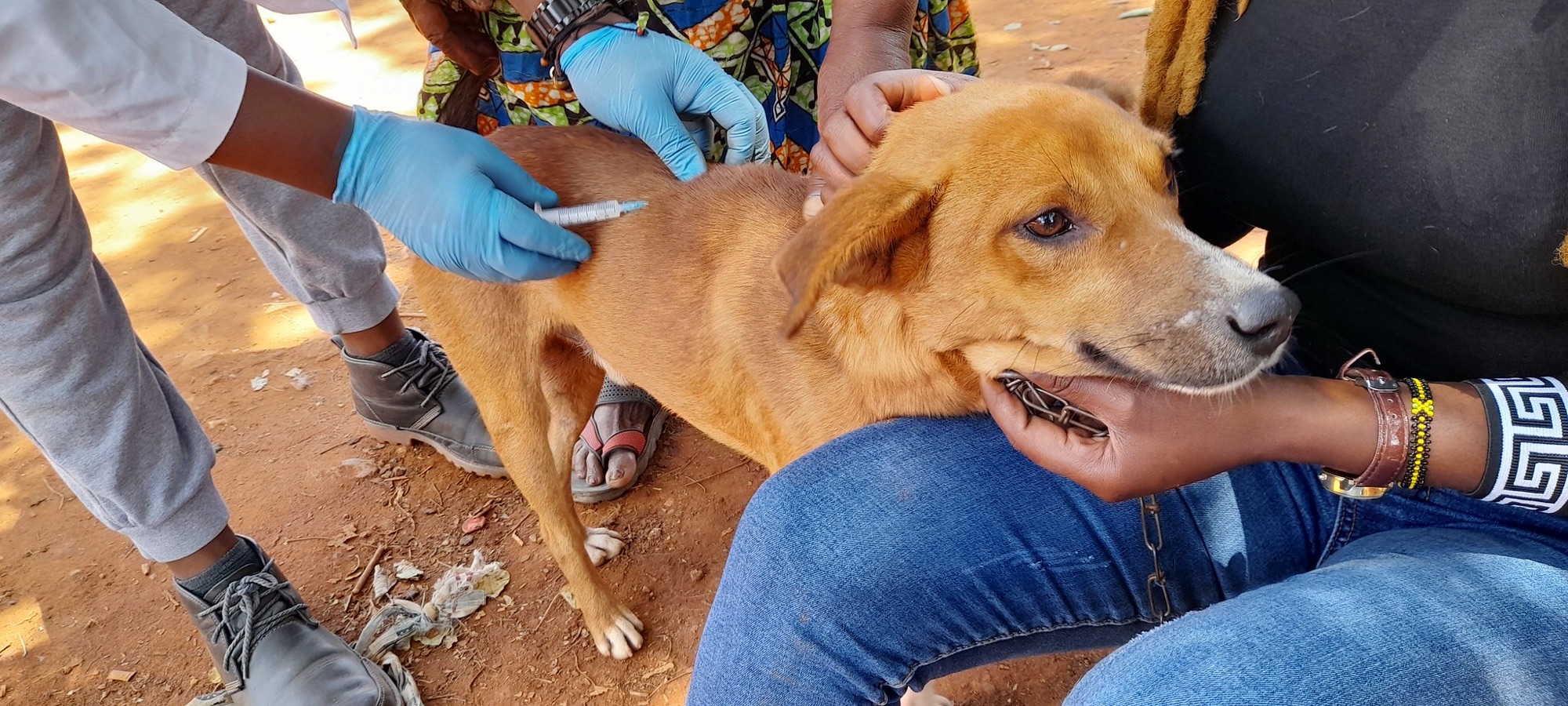 Read more about the article MAMBWE TOWN ON THE ALERT AGAINST RABIES