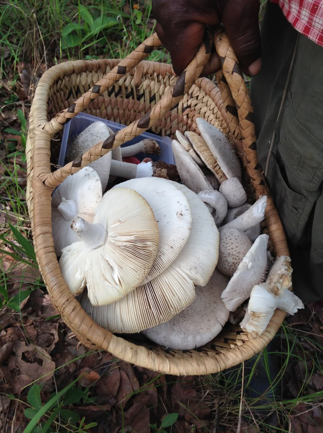 You are currently viewing MUSHROOM RELISH TURNS INTO A FAMILY TRAGEDY IN SIKONGO