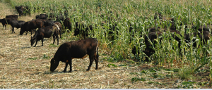 Read more about the article CHISAMBA LIVESTOCK FARMERS URGED TO SAFEGUARD THEIR ANIMALS