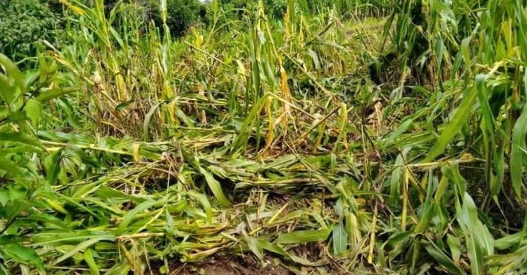 Read more about the article BUFFALOES DESTROY MAIZE FIELDS IN KACHIBIYA