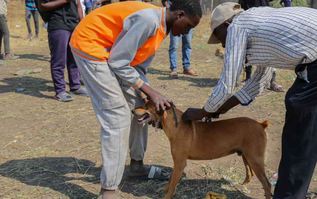 Read more about the article MWENSE RECORDS RABIES OUTBREAK