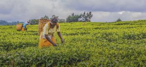 Read more about the article Kabwe farmers hailed for embracing diverse agric practices