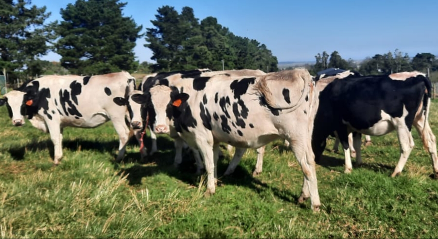 Read more about the article PSMFC DAIRY CATTLE PROJECT ON COURSE